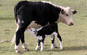 La leche de vaca debería de ser para su cría