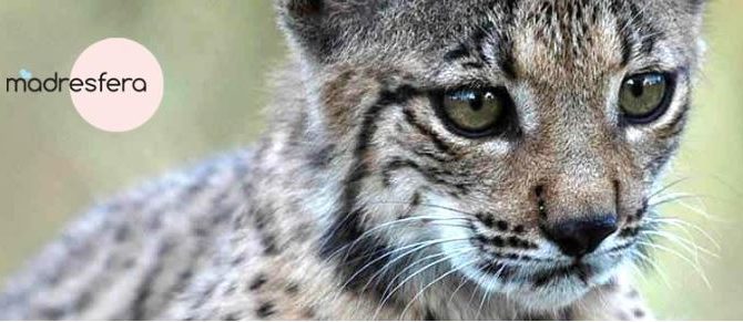 Campaña de WWF «Adopta un Lince Ibérico» en la que participamos